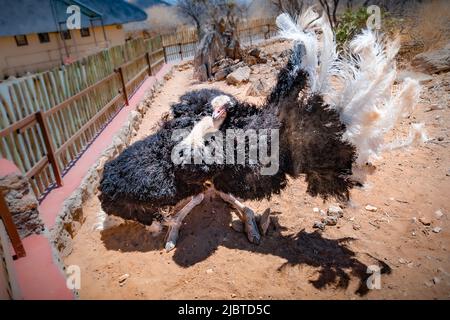 Namibia, regione di Kunene, Damaraland, Kamanjab, campeggio Oppi-Koppi, Struzzo africano (Struthio camelus), maschio in parata Foto Stock