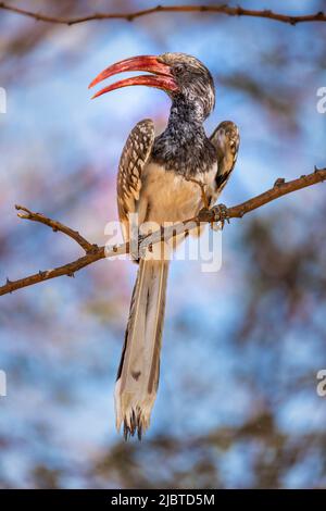 Namibia, regione di Kunene, Damaraland, Kamanjab, campeggio Oppi-Koppi, Hornbill con fatturazione rossa (Tockus erythrorhynchus) Foto Stock