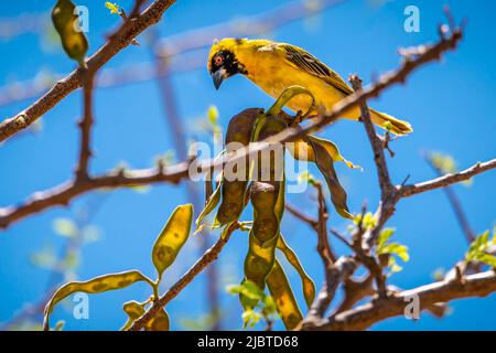 Namibia, regione di Kunene, Damaraland, Kamanjab, Campeggio Oppi-Koppi, Weaver (Ploceus velatus), maschio, piumaggio riproduttivo Foto Stock