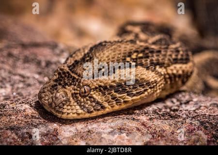 Namibia, Skeleton Coast, Erongo region, Swakopmund, Snake Park vivarium, Sommatore di puff (Bitis arietans) Foto Stock