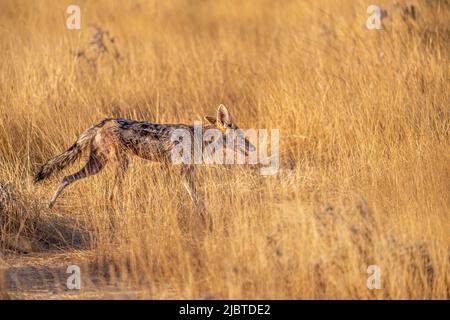 Namibia, regione di Kunene, Parco Nazionale Etosha, Jackal nero (Canis mesomelas) nella savana al tramonto Foto Stock