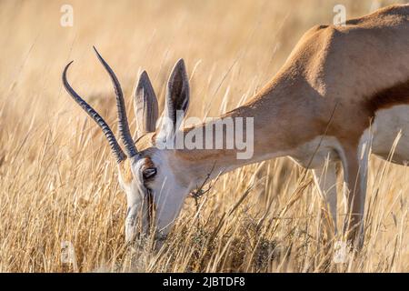 Namibia, regione di Kunene, Parco Nazionale Etosha, Springbok (Antidorcas marsupialis) Foto Stock
