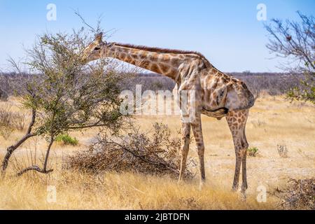 Namibia, regione di Kunene, Parco Nazionale di Etosha, Giraffe angolano (Giraffa camelopardalis angolensis) Foto Stock