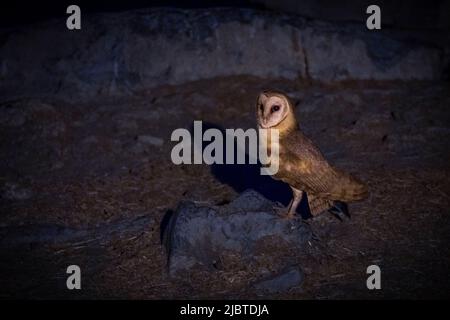 Namibia, regione di Kunene, parco nazionale di Etosha, campo di Halali, pozzo di Moringa di notte, Barn Owl (Tito alba) Foto Stock