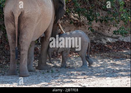 Primo piano di un elefante del deserto e del suo bambino che allatta il vitello, da qualche parte in Namibia. Foto Stock