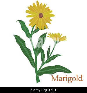 Marigold, calendula. Illustrazione di una pianta in un vettore con fiori per l'uso nella decorazione, la creazione di mazzi, la cottura di tisane e medicinali. Illustrazione Vettoriale