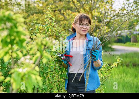 Donna giardiniere in guanti con potatrice taglia rami secchi su cespuglio di ribes nero Foto Stock
