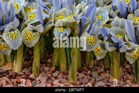 Iris reticolata 'Katharine Hodgkin' nell'Alpinum presso i Giardini di Aberglasney Foto Stock
