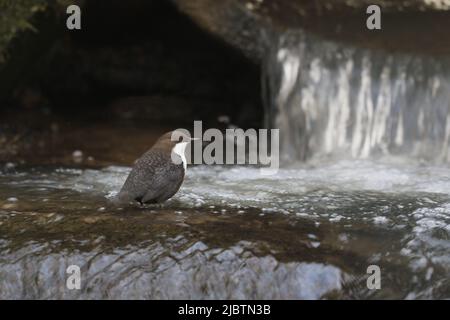 Bianco-throated Dipper Foto Stock