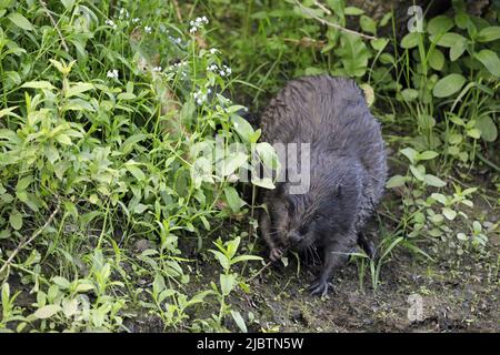 Beaver sul bordo del fiume Foto Stock
