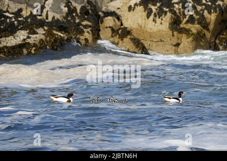 Shelduck comune, coppia con anatroccoli Foto Stock