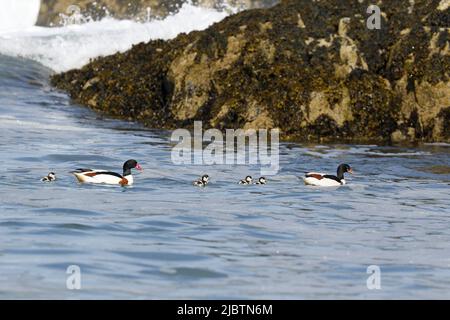 Shelduck comune, coppia con anatroccoli Foto Stock