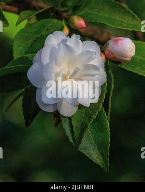 Camellia 'Nuccio's Gem' nel Giardino Asiatico di Aberglasney Foto Stock