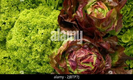 Lattuga verde Curly Lollo Bionda Rossa raccolta butterhead food Verona market shop cassa rossa Lactuca sativa bio taglio contadino e agricolo Foto Stock