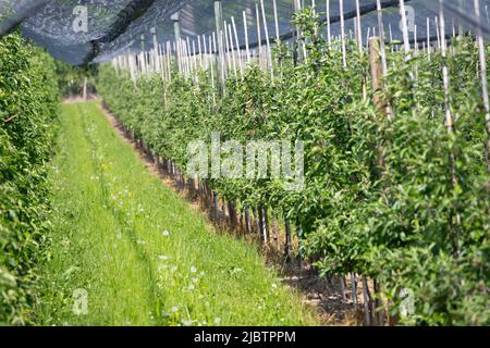 Moderno frutteto di mele con reti protettive contro la grandine in primavera Foto Stock