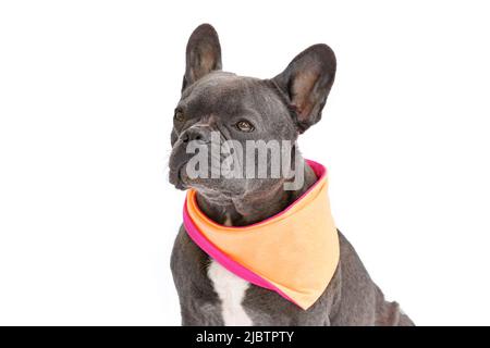 Cane Bulldog francese con fazzoletto arancione su sfondo bianco Foto Stock