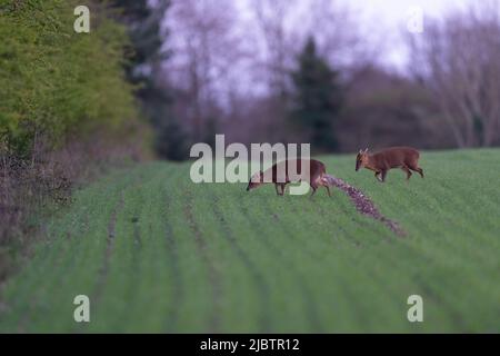Il muntjac di Doe e Buck Reeves, noto anche come cervo abbaiato e cervo di Mastreani-Muntiacus reeversi. Norfolk, Regno Unito. Foto Stock