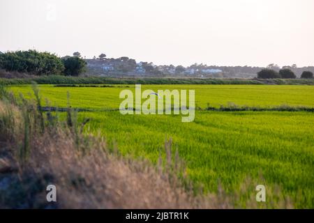 Vista all'aperto delle risaie verdi al tramonto a Comporta, Portogallo Foto Stock