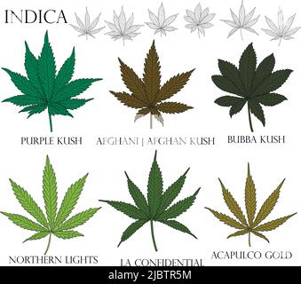 Tipi di erbaccia. Illustrazione di diverse indica foglie di cannabis a colori e con contorno nero per l'uso in medicina e cosmetologia. Illustrazione Vettoriale