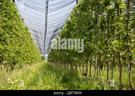 Moderno frutteto di mele con reti protettive contro la grandine in primavera Foto Stock