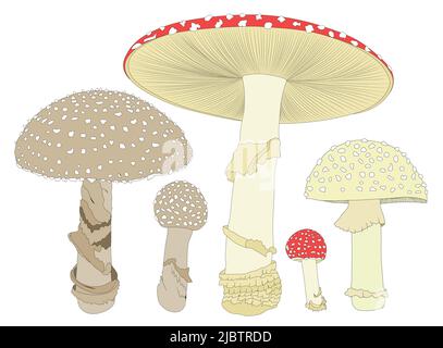 Fly agarico. Un fungo o un toadstool. Differente crescita di funghi. Illustrazione Vettoriale