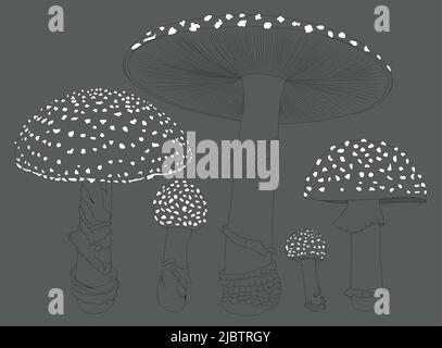 Fly agarico. Un fungo o un toadstool. Differente crescita di funghi. Illustrazione Vettoriale