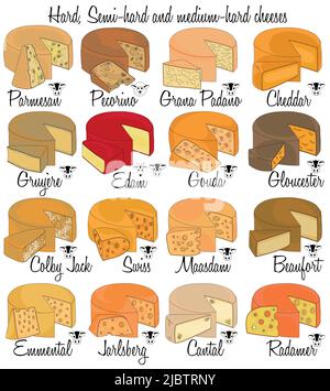 Formaggi duri, semi-duri e medio-duri. Colore tipi di formaggio imbutiti a mano con caratteristiche di ogni tipo. Illustrazione Vettoriale