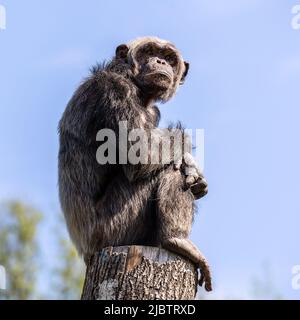 Chimpanzee comune, Pan troglodytes, scimmia grande popolare da foreste africane e boschi, Kibale foresta, Uganda. Foto Stock