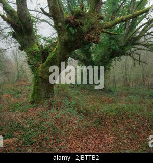 Due querce antiche e molto spesse ricoperte di muschi e viti in Lugo Galizia Foto Stock