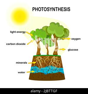 Diagramma di fotosintesi. Processo di pianta produce ossigeno. Processo di fotosintesi marcato. Educazione scientifica botany poster.photosintesi scheme.Vector Illustrazione Vettoriale