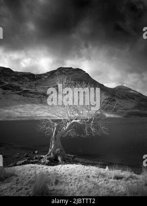 Un'immagine infrarossa di un vecchio albero sulla riva di Buttermere con High Stile oltre nel Lake District National Park, Cumbria, Inghilterra. Foto Stock