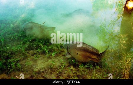 Carpa nel lago del Revest les Eaux Reservoir Foto Stock