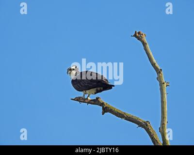 Falò vigilante, arroccato su un ramo di albero arido, guardando il suo nido da lontano -03 Foto Stock