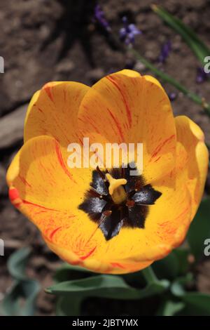 Un'occhiata più da vicino all'interno di un filo di tulipano giallo con tinte arancioni Foto Stock