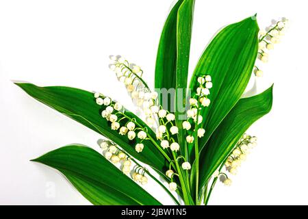 Fiori della valle di Lily con foglie verdi isolate su sfondo bianco. Oggetto natura per la progettazione di biglietti d'auguri natalizi per la Festa della mamma o per un'altra Foto Stock