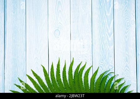 Felce verde su sfondo di tavole di legno blu Foto Stock