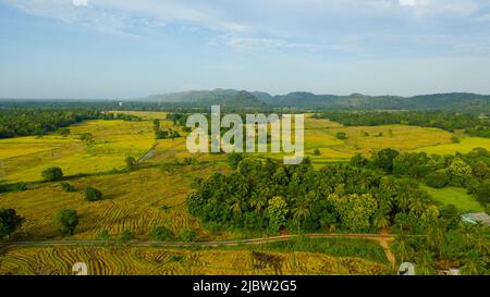 Terreno agricolo e agricolo con colture in zona montagnosa. Sri Lanka. Foto Stock