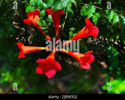 Tromba, Campsis Radicans Foto Stock