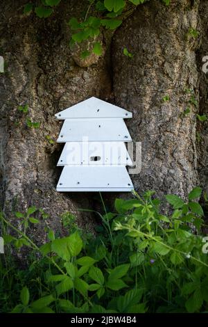 Alveare di api con un sacco di attività di api volare dentro e fuori per creare miele ambientato nel frutteto e giardini di Trengwainton Gardens of the National Trust. Foto Stock