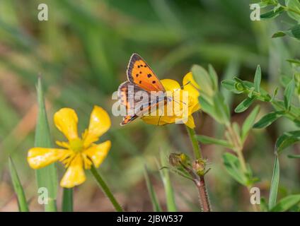 Un piccolo Butterfl di rame;y alimentando su un Buttercup giallo brillante. Norfolk, Regno Unito. Foto Stock