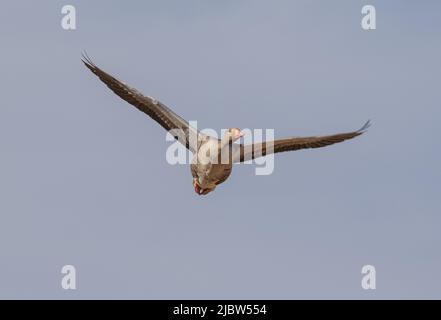 Un'oca di Greylag ( Anser anser) che vola verso la fotocamera. Le ali si allungano in un cielo azzurro chiaro. Suffolk, Regno Unito Foto Stock