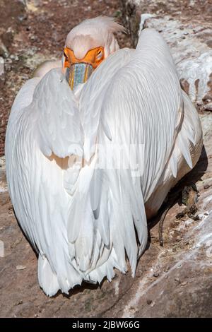 Grande pelican bianco / pelican bianco orientale / pelican rosato (Pelecanus onocrotalus) che dorme con becco nascosto sotto le piume dell'ala, nativo dell'Africa Foto Stock
