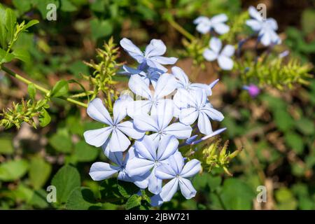 Primo piano di Plumbago auricolata fioritura arbusto Foto Stock