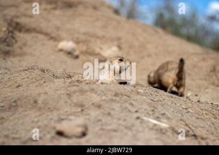 Due cani di prateria dalla coda nera: Uno che si stica fuori da un buco mentre l'altro esplora Foto Stock