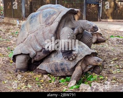 Zanzibar, Tanzania - Jan, 2021: Popolazione isolata di tartarughe giganti di Aldabra nel santuario delle tartarughe sulla riserva dell'isola della prigione (anche conosciuta come Changuu Foto Stock