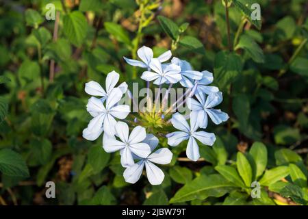 Primo piano di Plumbago auricolata fioritura arbusto Foto Stock