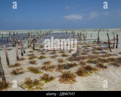 Mwani Zanzibar. Vista del Centro di coltivazione delle alghe nelle acque dell'Oceano Indiano. Tanzania, Africa Foto Stock