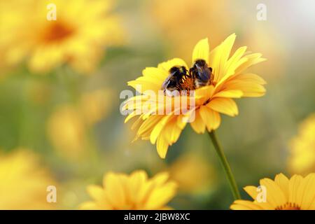Fondo molto morbido e pastello di fiori gialli di echinacea con due api sui petali. La foto può essere utilizzata come carta regalo, c'è spazio libero per te Foto Stock
