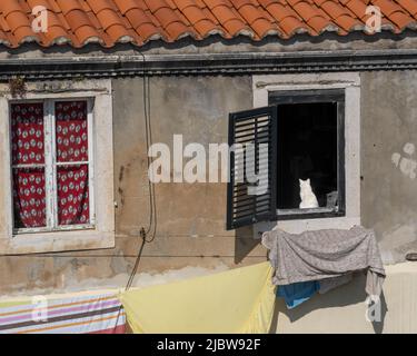 Gatto bianco nella finestra sopra lavanderia Essicazione su Clothesline, Città Vecchia, Dubrovnik, Croazia Foto Stock