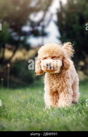 Divertente foto verticale del cucciolo di barbolo marrone chiaro. Il cane si alza sul prato e il viso sembra ridere. Foto Stock